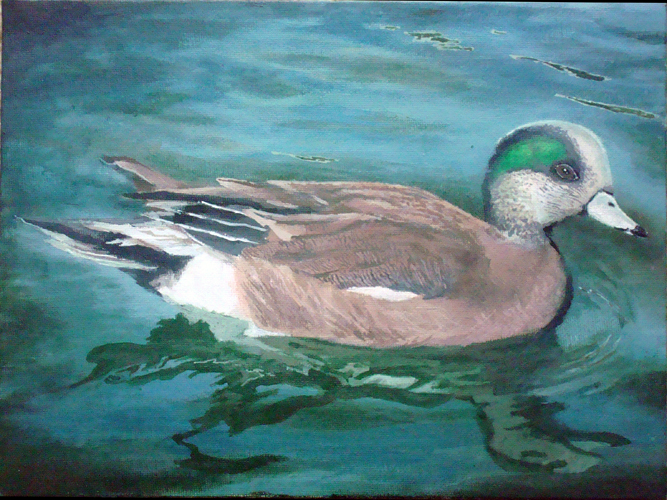 American Wigeon